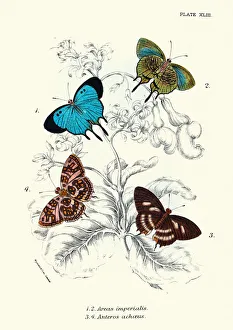 Butterflies, Arcas imperialis, Anteros achaeus, Art print Butterflies, Arcas imperialis, Anteros achaeus, Art print