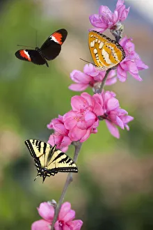 <b class=qtipBold><figcaption>Three Butterflies on Cherry Blossoms</figcaption></b><br>Three butterflies enjoying Cherry Blossoms<br><em>© 2012 Susan Gary</em> Three Butterflies on Cherry Blossoms