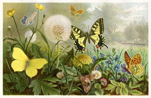 <b class=qtipBold><figcaption>Butterflies Chromolithograph 1884</figcaption></b><br>Brehms Thierleben (Tierleben). Allgemeine Kunde des Thierreichs. Vierte Abtheilung - Wirbellofe Thiere. Leipzig Verlag, 1884.<br><em>© This content is subject to copyright.</em> Butterflies Chromolithograph 1884
