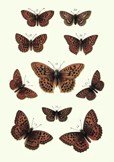Butterflies, Fritillary, Butterfly Butterflies, Fritillary, Butterfly