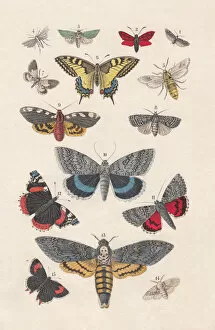 Red Knot Gallery: Butterflies, hand-colored lithograph, published in 1880