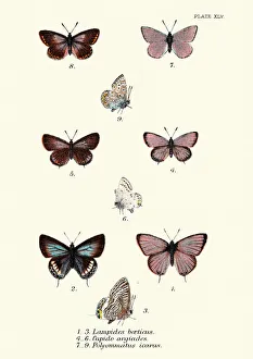 Butterflies, Lampides boeticus (Pea blue), Cupido argiades, Polyommatus icarus Butterflies, Lampides boeticus (Pea blue), Cupido argiades, Polyommatus icarus