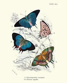 Butterflies, Pseudolycaena marsyas (Cambridge blue), Evenus regalis Butterflies, Pseudolycaena marsyas (Cambridge blue), Evenus regalis