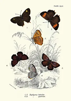 Butterflies, Zephyrus betulae, Quercus, Butterfly Art print Butterflies, Zephyrus betulae, Quercus, Butterfly Art print