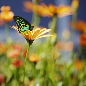 Butterfly On African Daisy Butterfly On African Daisy