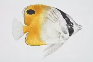 Yellow Perch Gallery: Butterfly Fish, Chaetodon sp. side view