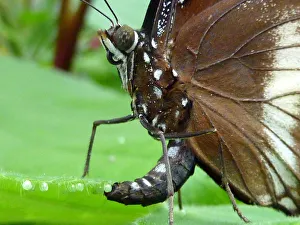 <b class=qtipBold><figcaption>Butterfly laying her eggs</figcaption></b><br>The Great Eggfly (Hypolimnas bolina)or Common Eggfly.Hypolimnas bolina is known for maternal care, with the females guarding leaves where eggs have been laid. The female hovers over a plant to check for ants which will eat her eggs. After selecting a plant which has no ants on it, she lays at least one but often two to five eggs on the undersides of the leaves.<br><em>© 2012 Frans Sellies</em> Butterfly laying her eggs