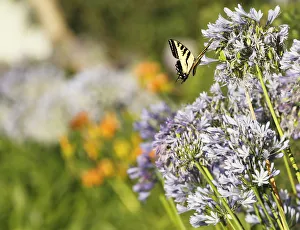 <b class=qtipBold><figcaption>Butterfly with Lily of Nile Flower</figcaption></b><br>Western Tiger Swallowtail butterfly perches in the lilac colored heaven of these Lily of Nile flowers.<br><em>© 2010-2011 Susan Gary</em> Butterfly with Lily of Nile Flower