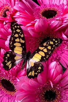 Images Dated 28th June 2014: Butterfly on pink daises