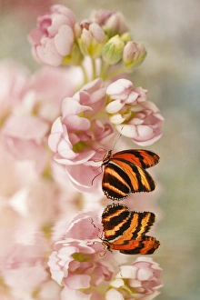 <b class=qtipBold><figcaption>Butterfly on a Pink Flower</figcaption></b><br>Butterfly on pink flowers with watery reflection below.<br><em>© 2011 Susan Gary</em> Butterfly on a Pink Flower