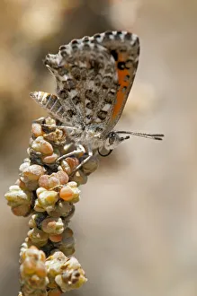 Butterfly of the South African species of the genus Aloeides, Knersvlakte, Western Cape Butterfly of the South African species of the genus Aloeides, Knersvlakte, Western Cape