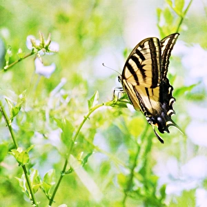 <b class=qtipBold><figcaption>Butterfly Summer Dream</figcaption></b><br>Western Tiger Swallowtail captured upon purple phlox flowers in the heat of the August summer sun. A light worn linen texture has been applied.<br><em>© 2009-2010 Susan Gary</em> Butterfly Summer Dream