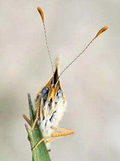 Butterfly on a twig. (Melanargia galathea) Butterfly on a twig. (Melanargia galathea)