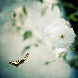 <b class=qtipBold><figcaption>Butterly and Roses</figcaption></b><br>A Swallowtail butterfly in flight coming to visit some wild white roses.<br><em>© All Rights Reserved</em> Butterly and Roses