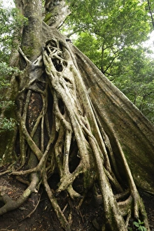 Buttress roots of the Stranger Fig -Ficus subgenus Urostigma- in the Rincon de La Vieja Buttress roots of the Stranger Fig -Ficus subgenus Urostigma- in the Rincon de La Vieja