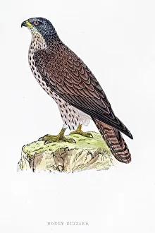 <b class=qtipBold><figcaption>Buzzard bird 19 century illustration</figcaption></b><br>A photograph of an original hand-colored engraving from The History of British Birds by Morris published in 1853.<br><em>© mashuk</em> Buzzard bird 19 century illustration