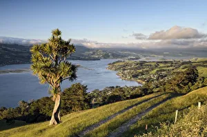 Cabbage tree -Cordyline australis- next to a farm road on grassland, view of the bay of Dunedin, city of Dunedin and Port Chalmers, Otago Peninsula, South Island, New Zealand, Oceania Cabbage tree -Cordyline australis- next to a farm road on grassland, view of the bay of Dunedin, city of Dunedin and Port Chalmers, Otago Peninsula, South Island, New Zealand, Oceania