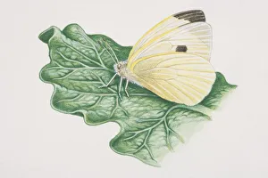 Cabbage White butterfly (pieris rapae) perched on plant leaf, side view Cabbage White butterfly (pieris rapae) perched on plant leaf, side view