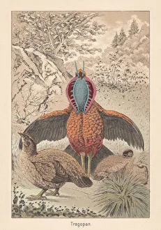 Cabots tragopan (Tragopan caboti), pheasant species, hand-colored lithograph Cabots tragopan (Tragopan caboti), pheasant species, hand-colored lithograph