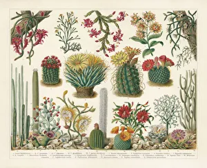 Rainbows Gallery: Cacti, chromolithograph, published in 1900