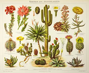 <b class=qtipBold><figcaption>Cactus engraving 1895</figcaption></b><br><em>© Roberto A Sanchez</em> Cactus engraving 1895