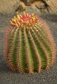 Cactus Ferocactus stainesii var. pilosus -Ferocactus stainesii var. pilosus- Cactus Ferocactus stainesii var. pilosus -Ferocactus stainesii var. pilosus-