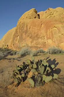 Cactus growing in front of sandstone formation at Valley of Fire State Park, Nevada, USA Cactus growing in front of sandstone formation at Valley of Fire State Park, Nevada, USA
