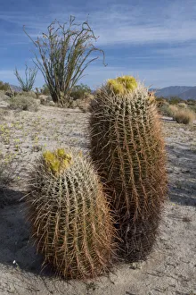 California Barrel Cactus (Ferocactus cylindracaus) and Ocotillo (Fouquieria Splendens California Barrel Cactus (Ferocactus cylindracaus) and Ocotillo (Fouquieria Splendens