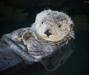 <b class=qtipBold><figcaption>California coastal sea otter</figcaption></b><br>A relaxed, fluffy wild Sea Otter floats in a harbor in Monterey, Central California.<br><em>© Copyright Juanita Turner 2015</em> California coastal sea otter