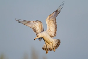 <b class=qtipBold><figcaption>Gull</figcaption></b><br>California Gull.<br><em>© Phoo Chan</em> Gull