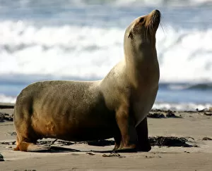Images Dated 29th November 2004: California Sea Lion