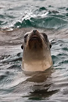California Sea Lion (Zalophus californianus) California Sea Lion (Zalophus californianus)
