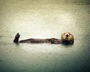 <b class=qtipBold><figcaption>California Sea Otter</figcaption></b><br>A sea otter floats in his back in the rain.<br><em>© Copyright 2014 Juanita Turner</em> California Sea Otter