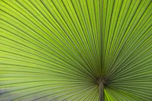 California Washingtonia, Northern Washingtonia, California fan pal -Washingtonia filifera-, palm frond California Washingtonia, Northern Washingtonia, California fan pal -Washingtonia filifera-, palm frond