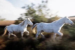 <b class=qtipBold><figcaption>Camargue Horse (Equus Caballus)</figcaption></b><br><em>© This content is subject to copyright.</em> Camargue Horse (Equus Caballus)