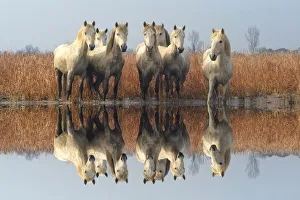 <b class=qtipBold><figcaption>Camargue horses</figcaption></b><br>Camargue horses in the marsh, Camargue, Bouches du RhAŽne, France.<br><em>© M & G Therin-Weise</em> Camargue horses