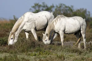 Two Camargue Horses -Equus caballus- eating in a protected area, Camargue, France, Europe Two Camargue Horses -Equus caballus- eating in a protected area, Camargue, France, Europe