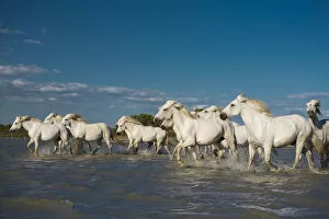 Images Dated 23rd May 2013: Camargue horses trotting through water, Camargue, Southern France, France
