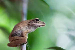 <b class=qtipBold><figcaption>Frog</figcaption></b><br>Cambodian jungle.<br><em>© Andrey Narchuk</em> Frog