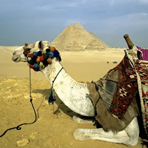 Camel and the Great Pyramids of Giza, Egypt Camel and the Great Pyramids of Giza, Egypt