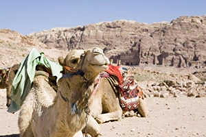 Camel in Front of Rock Formations at World Heritage Site. Dubai, United Arab Emirates Camel in Front of Rock Formations at World Heritage Site. Dubai, United Arab Emirates