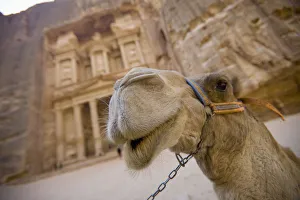 A Camel Stands In Front Of The Treasury In The Nabatean City A Camel Stands In Front Of The Treasury In The Nabatean City