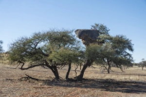 Camel thorn tree -Acacia erioloba- with nesting colony of the Sociable Weaver -Philetairus socius Camel thorn tree -Acacia erioloba- with nesting colony of the Sociable Weaver -Philetairus socius