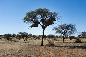 Camel Thorn Tree -Acacia erioloba- with nests of the Sociable Weaver -Philetairus socius Camel Thorn Tree -Acacia erioloba- with nests of the Sociable Weaver -Philetairus socius