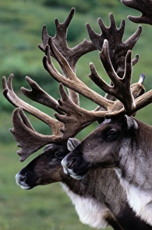 Canada and, found in parts of Alaska, Denali National Park. European name: reindeer Canada and, found in parts of Alaska, Denali National Park. European name: reindeer