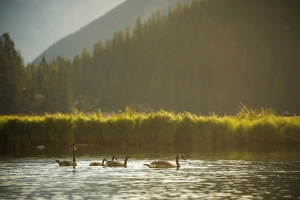 <b class=qtipBold><figcaption>Canada Geese Family</figcaption></b><br>A family of canada geese take a morning swim in Banff National Park, Alberta.<br><em>© 2016 Chase Dekker Wild-Life Images</em> Canada Geese Family