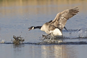 Canada Goose -Branta canadensis- chasing rival, North Rhine-Westphalia, Germany Canada Goose -Branta canadensis- chasing rival, North Rhine-Westphalia, Germany