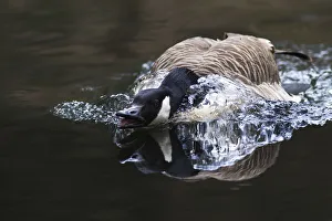 Canada Goose -Branta canadensis- displaying threatening behavior, Naturpark Arnsberger Wald, Sauerland Canada Goose -Branta canadensis- displaying threatening behavior, Naturpark Arnsberger Wald, Sauerland