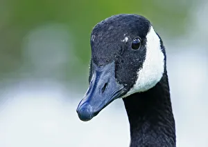 <b class=qtipBold><figcaption>Canada Goose closeup</figcaption></b><br><em>© Jim Cumming</em> Canada Goose closeup