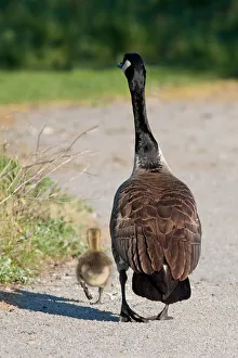<b class=qtipBold><figcaption>Canada goose family</figcaption></b><br><em>© Jim Cumming</em> Canada goose family